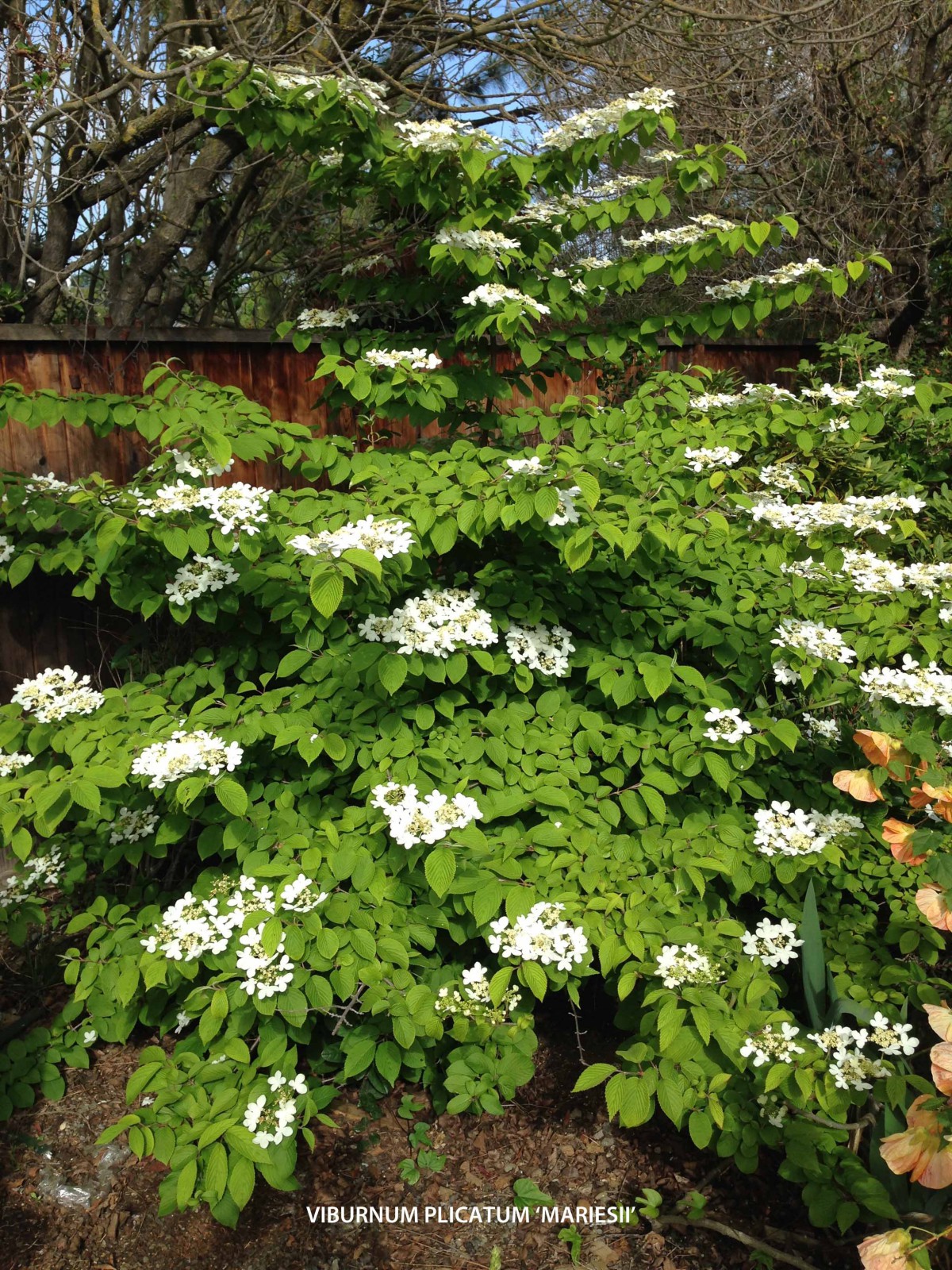 viburnum tom mariesii – mariesii viburnum shrub – Empiretory