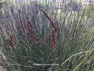 Chondropetalum elephantuinum - foliage & blossom
