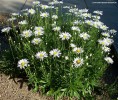 Chrysanthemum maximum - hybrid blooming