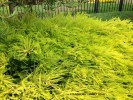 Coleonema 'Sunset Gold' foliage detail