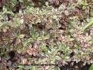 Coprosma 'Rainbow Surprise