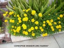 Coreopsis grandiflora 'Sunray