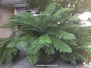 Dicksonia artarctica