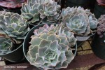 Echeveria 'Domingo'