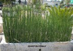 Equisetum hyemale