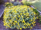 Euryops chrysanthemoides 'Purfled'  - blooming