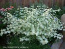 Fallopia japonica 'Variegata'