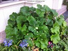 Farfugium japonicum 'Aureomaculatum'