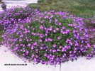 Geranium incanum - blooming