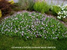 Geranium x riversleaianum 'Mavis Simpson'