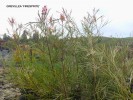 Grevillea 'Firesprite'