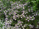 Hebe 'Coed' - blossom 1