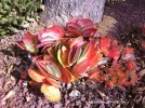 Kalanchoe thyrsiflora