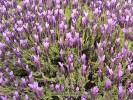 Lavandula stoechas 'Otto Quast' - blossom