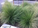 Muhlenbergia rigens