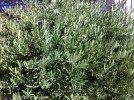 Olea europaea 'Little Olie' - foliage