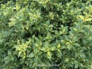 Osmanthus heterophyllus 'Goshiki' - foliage