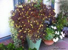 Oxalis spiralis vulcanicola 'Zinfandel' 1