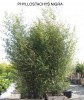 Phyllostachys nigra 1
