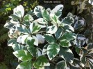 Pisonia umbellifera 'Variegata' - foliage