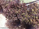 Pittosporum tenuifolium 'County Park Dwarf'