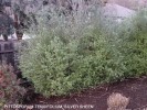 Pittosporum tenuifolium 'Silver Sheen'