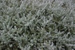 Plectostachys serphyllifolia - foliage
