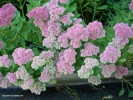 Sedum 'Autumn Joy' - blossom