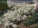 Spiraea cantoniensis - group blooming