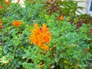 Tecoma capensis - blossom 3