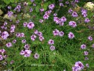 Verbena lilacina 'De La Cina' - blossom