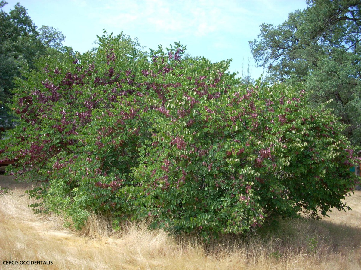 Cercis occidentalis Archives - Jeffwortham