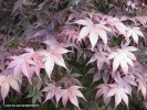 Acer palmatum 'Emperor I' - foliage