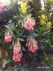 Arbutus 'Marina' - blossom