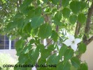 Cornus florida 'Cloud Nine' - foliage