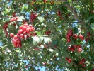 Crataegeus 'Paul's Scarlet'- berry