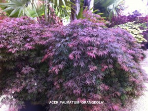 Acer palmatum 'Orangeola'