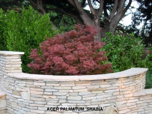 Acer palmatum 'Shaina'