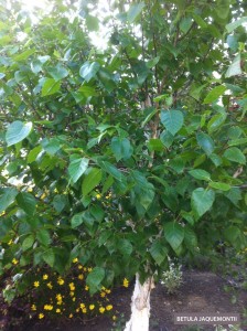 Betula jaquemontii - foliage