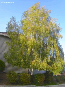 Betula pendula 1