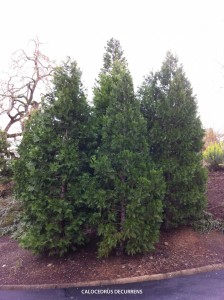Calocedrus decurrens 2
