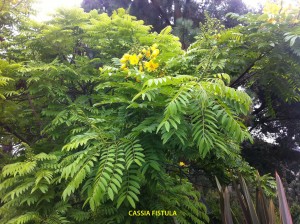 Cassia fistula