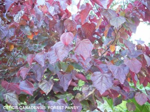 Cercis canadensis 'Forest Pansy' - foliage