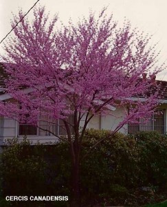 Cercis canadensis - blooming