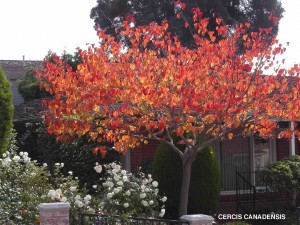 Cercis canadensis - fall color