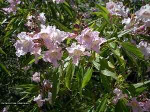 Chitalpa tashkentensis 'Pink Dawn' - blossom - Chitalpa 