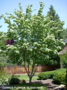 Cornus florida 'Cloud Nine'