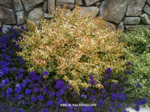 Abelia 'Kaleidoscope'