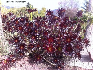 Aeonium 'Zwartkop'