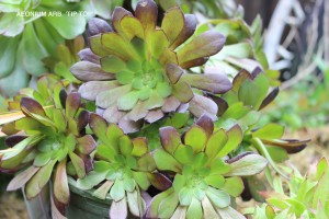 Aeonium arb. 'Tip Top'